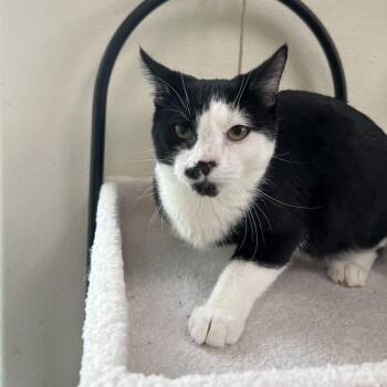 Domestic Short Hair Cats Available for Adoption - Toto | PetCurious