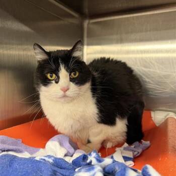 Domestic Short Hair Cats Available for Adoption - Nelson | PetCurious