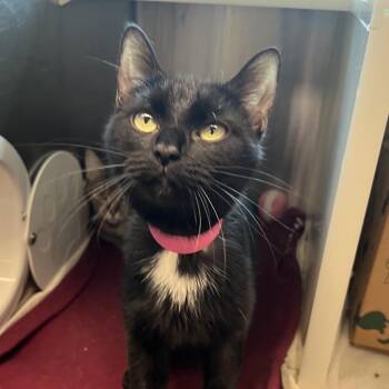 Danube -  Domestic Short Hair Cat for Adoption in Fairport, New York - Danube | PetCurious