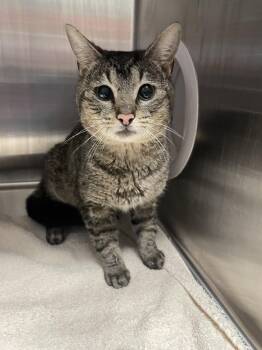 Tabby and Domestic Short Hair Cats Available for Adoption - Possum | PetCurious