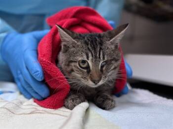 Rescue Domestic Short Hair Cats for Adoption in Raleigh, North Carolina - ENVY | PetCurious