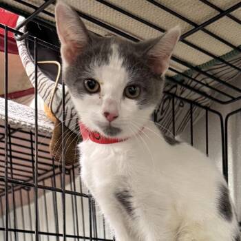 Glory -  Domestic Short Hair Cat for Adoption in Buffalo, New York - Glory | PetCurious
