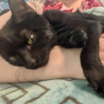 Rescue Domestic Short Hair Cats for Adoption - Sparta | PetCurious