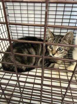 A662324 -  Domestic Short Hair Cat for Adoption in Houston, Texas - A662324 | PetCurious