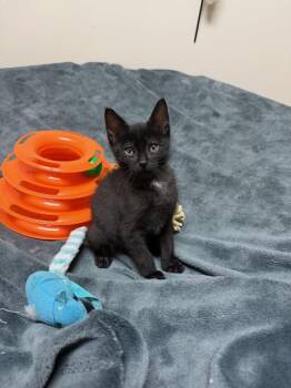Goose Jr -  Domestic Short Hair and Manx Cat for Adoption in Walled Lake, Michigan - Goose Jr | PetCurious