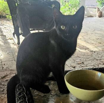 Chaz -  Domestic Medium Hair Cat for Adoption in Phoenix, Arizona - Chaz | PetCurious