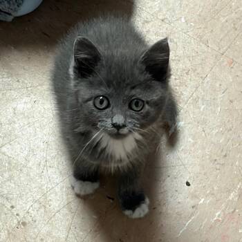 Clover -  Domestic Short Hair Cat for Adoption in Newport, North Carolina - Clover | PetCurious