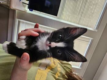 Whiskers -  American Shorthair Cat for Adoption in Meeker, Oklahoma - Whiskers | PetCurious