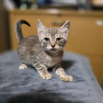 Luigi -  Domestic Short Hair Cat for Adoption in Valdosta, Georgia - Luigi | PetCurious
