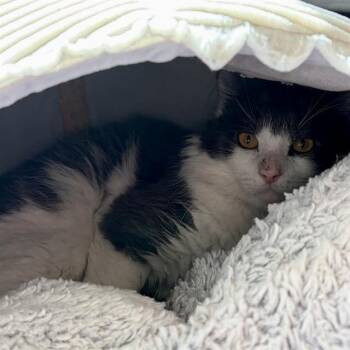 ALEX -  Domestic Short Hair Cat for Adoption in Barnstable, Massachusetts - ALEX | PetCurious