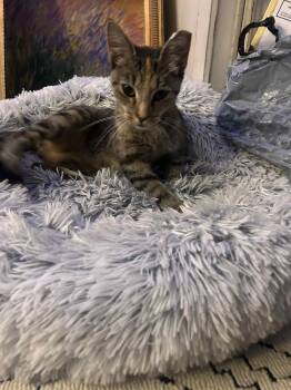 Rescue Domestic Short Hair Cats for Adoption in Clymer, Pennsylvania - Shingles | PetCurious