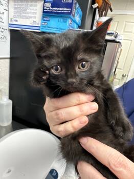 Rescue Domestic Short Hair Cats for Adoption in Pomona, New York - Plato | PetCurious