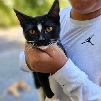 Ginger -  Domestic Short Hair Cat for Adoption in Madison, Wisconsin - Ginger | PetCurious