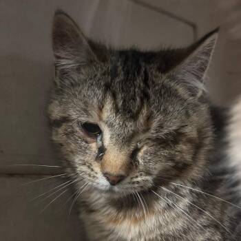 Domestic Short Hair Cats Available for Adoption - Mystery Crumb | PetCurious
