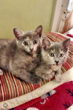 Dilute Calico Cats Available for Adoption in New York, New York - Carrie And Corrine | PetCurious