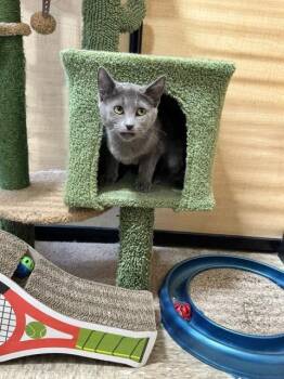 Domestic Short Hair Cats Available for Adoption in Wheaton, Illinois - Starla (Oswego Cat Center) | PetCurious