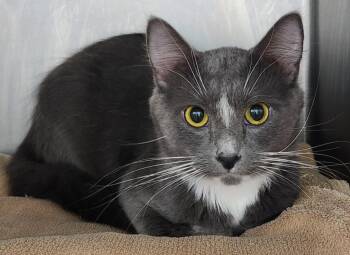 Domestic Medium Hair Cats Available for Adoption - Tony Hawk Pro Skater 2 | PetCurious