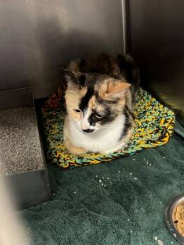 Domestic Short Hair Cats Available for Adoption in Baraboo, Wisconsin - Elise | PetCurious