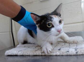 A600094 -  Domestic Short Hair Cat for Adoption in Orlando, Florida - A600094 | PetCurious