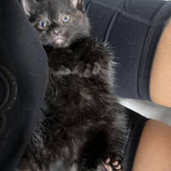Stevie -  Domestic Medium Hair Cat for Adoption in New York, New York - Stevie | PetCurious
