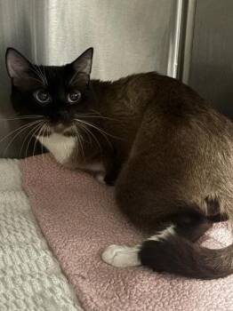 Popeye -  Siamese and Domestic Short Hair Cat for Adoption in Atlanta, Georgia - Popeye | PetCurious