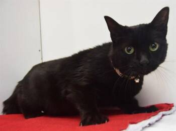 Domestic Short Hair Cats Available for Adoption - TOEBIAS | PetCurious