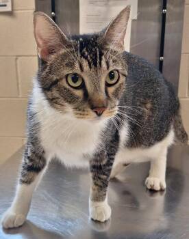 Art -  Domestic Short Hair Cat for Adoption in Grand Forks, North Dakota - Art | PetCurious