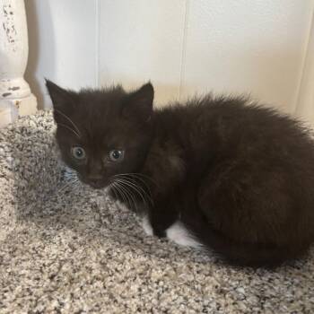 Agnes -  Domestic Short Hair Cat for Adoption in Granville, Ohio - Agnes | PetCurious