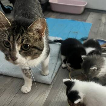Crouton -  Domestic Short Hair Cat for Adoption in Indianapolis, Indiana - Crouton | PetCurious