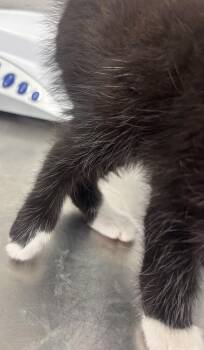 Lawn Mower -  Domestic Short Hair Cat for Adoption in Evansville, Indiana - Lawn Mower | PetCurious