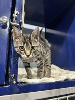 Bug -  Domestic Short Hair Cat for Adoption in Port Allen, Louisiana - Bug | PetCurious