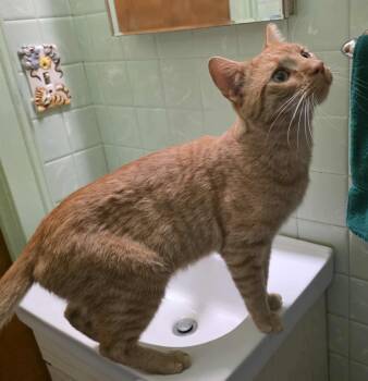 Rescue Domestic Short Hair Cats for Adoption in Chicago, Illinois - Pickle | PetCurious