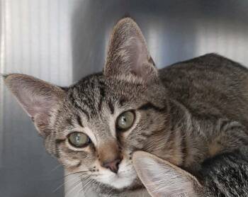 Jetsam -  Domestic Short Hair Cat for Adoption in Georgetown, Ohio - Jetsam | PetCurious