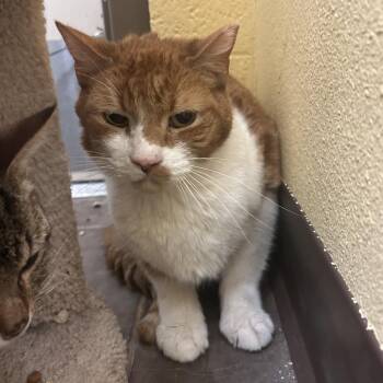 Honey Bun -  Domestic Short Hair Cat for Adoption in Flagstaff, Arizona - Honey Bun | PetCurious