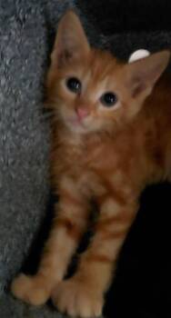 Milo -  Domestic Short Hair Cat for Adoption in Henderson, North Carolina - Milo | PetCurious
