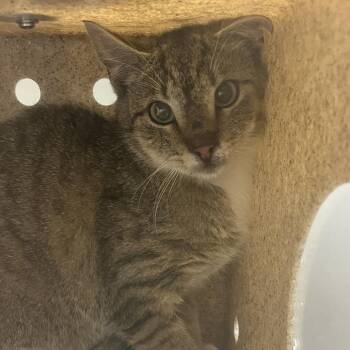 Domestic Short Hair Cats Available for Adoption in Harrisonburg, Virginia - 70741 | PetCurious