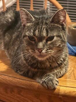 Estella -  Domestic Short Hair Cat for Adoption in Plattsburgh, New York - Estella | PetCurious