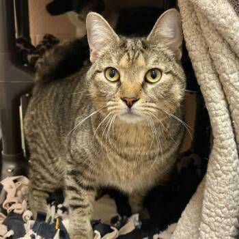Domestic Short Hair Cats Available for Adoption in Owosso, Michigan - Smokey | PetCurious