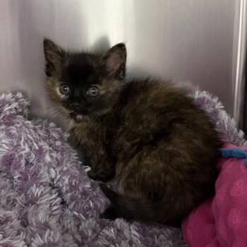 Daffodil -  Domestic Short Hair Cat Available for Adoption in Voorhees Township, New Jersey - Daffodil | PetCurious
