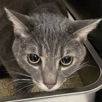 Domestic Short Hair Cats Available for Adoption in Las Vegas, Nevada - Ruby | PetCurious