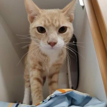 Domestic Short Hair Cats Available for Adoption in Voorhees Township, New Jersey - BabyBoy | PetCurious