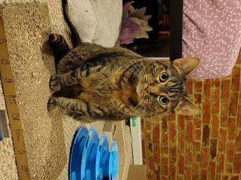 Rescue Domestic Short Hair Cats for Adoption in Reisterstown, Maryland - Valerie | PetCurious