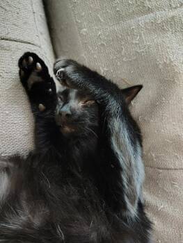 Wink -  Domestic Medium Hair Cat for Adoption in Deltona, Florida - Wink | PetCurious