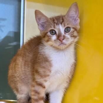 Lasagna -  Domestic Short Hair Cat for Adoption in Abilene, Texas - Lasagna | PetCurious