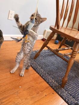 Uno -  Domestic Short Hair Cat for Adoption in Walled Lake, Michigan - Uno | PetCurious