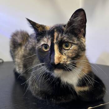 Tortoiseshell Cats Available for Adoption - Maple 2 | PetCurious