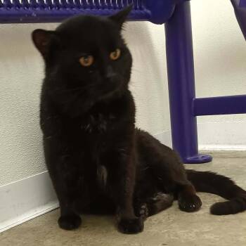 Domestic Medium Hair Cats Available for Adoption - King Kong | PetCurious