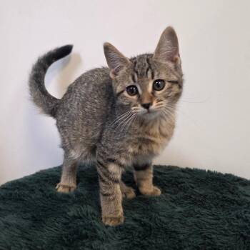 Elphaba -  Domestic Short Hair Cat for Adoption in Great Falls, Montana - Elphaba | PetCurious