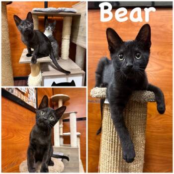 Rescue Domestic Short Hair Cats for Adoption in Hemet, California - Bear | PetCurious