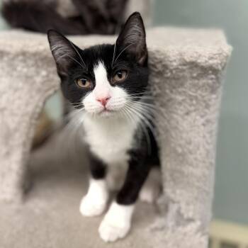 Relly -  Domestic Short Hair Cat for Adoption in Pittsford, Vermont - Relly | PetCurious